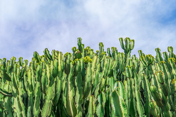Wall of Candelabra trees branches against a blue sky. Natural blue green floral geometric texture....