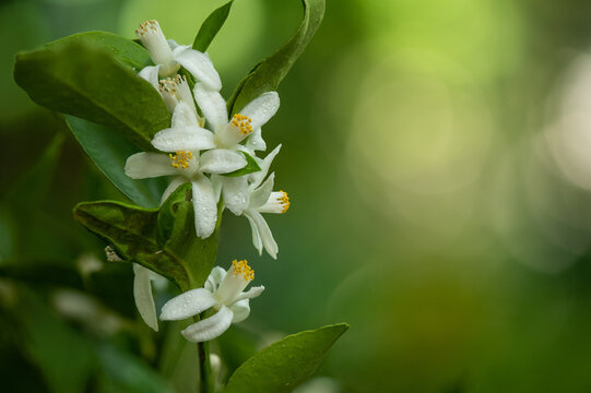 Orange branch flowers on nature background.