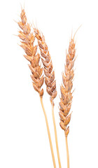 Ripe dry wheat crop cultivated for its seed, a cereal grain used as ingredient in foods as bread,...
