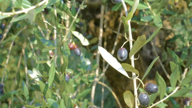 In the blue sky the sun filters through the green leaves of the olive trees. The branches are full of olives ready for harvesting and to become olive oil.