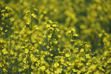 Yellow rapeseed flowers close-up in the field. A yellow rapeseed field. Brassica napus, canola, oilseed rape, rapeseed, rape, Siberian kale. 