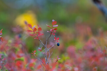 Autumn colors of bog bilberry