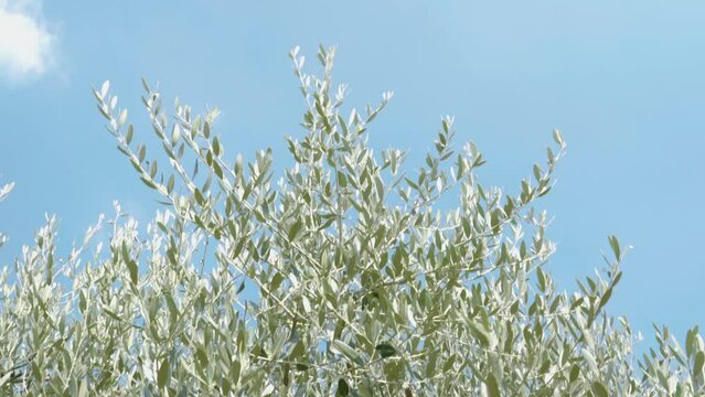 In the blue sky the sun filters through the green leaves of the olive trees. The branches are full of olives ready for harvesting and to become olive oil.