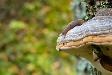 Slug on fungus