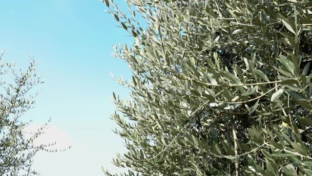 In the blue sky the sun filters through the green leaves of the olive trees. The branches are full of olives ready for harvesting and to become olive oil.