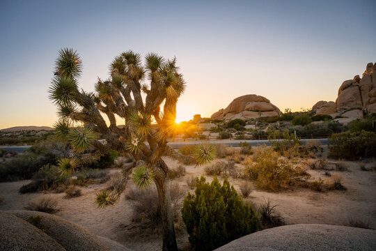 A mystical landscape scene with trees and rocks in Joshua Tree National Park photographed during sunset with intense colors