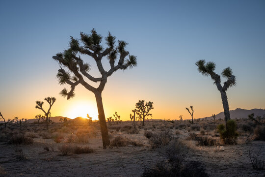 A mystical landscape scene with trees and rocks in Joshua Tree National Park photographed during sunset with intense colors