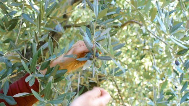 In the blue sky the sun filters through the green leaves of the olive trees. The branches are full of olives ready for harvesting and to become olive oil.
