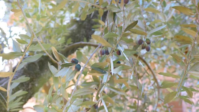 In the blue sky the sun filters through the green leaves of the olive trees. The branches are full of olives ready for harvesting and to become olive oil.