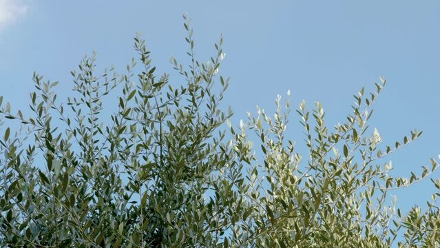 In the blue sky the sun filters through the green leaves of the olive trees. The branches are full of olives ready for harvesting and to become olive oil.