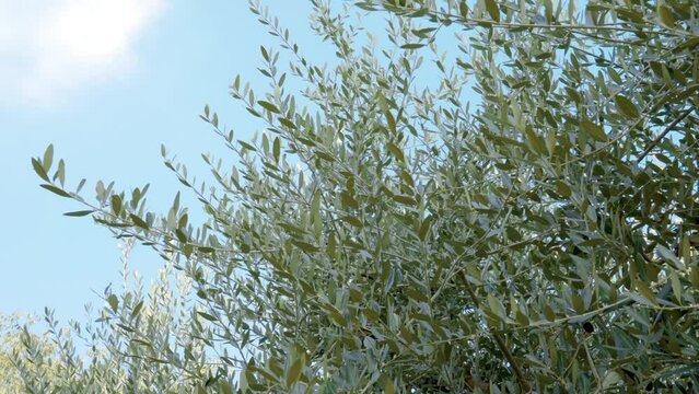 In the blue sky the sun filters through the green leaves of the olive trees. The branches are full of olives ready for harvesting and to become olive oil.