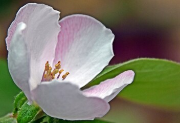 Obraz premium close up of a white Japanese quince blossom