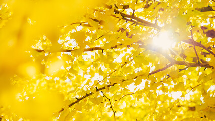 Dramatic view of yellow gingko leaves in autumn or fall, Nature or landscape, Nobody	