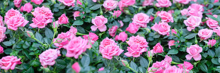 Pink small rose flower blossom open tender flower close-up, banner panoramic background horizontal photography