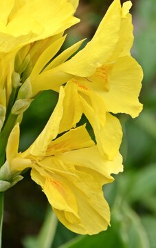 close up of a yellow canna lily blossoms
