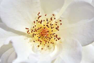close up of a beautiful white Rose