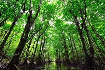 Gordijnen Mangroven in Nakama River, Iriomote Island, Okinawa Prefecture © 雅文 竹澤