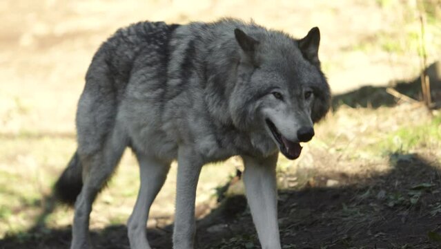 timber wolf walking in shade on edge of forest slomo