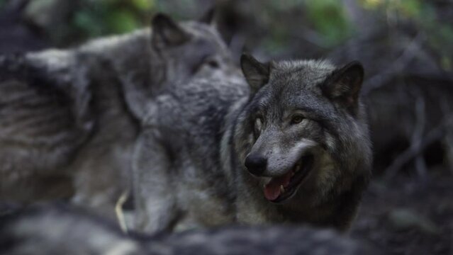 timber wolf pack rack focus wolves look up slomo