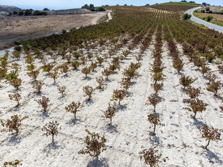 Wine production on Cyprus, white chalk soil and rows of grape plants on vineyards with ripe red wine grapes ready for harvest