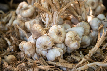 New harvest of fresh aromatic violet garlic in Piolenc village, Vaucluse, Provence, France