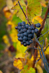 Ripe clusters of pinot meunier grapes in autuimn on champagne vineyards in village Hautvillers near Epernay, Champange, France