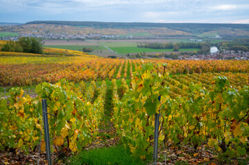 Fototapeta na wymiar Panoramic autuimn view on champagne vineyards in village Hautvillers near Epernay, Champange, France