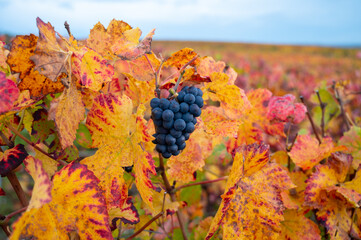 Colorful leaves and ripe clusters of pinot meunier grapes at autuimn on champagne vineyards in village Hautvillers near Epernay, Champange, France