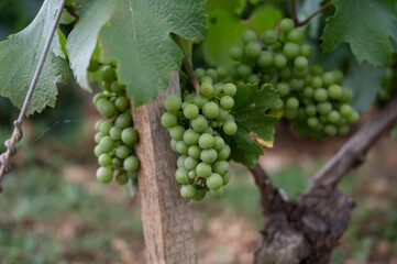 Green vineyards with growing grapes plants, production of high quality famous French white wine in Puligny-Montrachet village, Burgundy, France