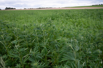 Green background of leaves. Outdoor grow hemp. Cannabis at the beginning of flowering. Young...