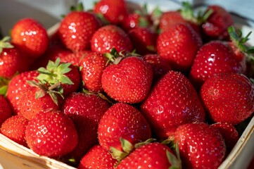 Box with french red ripe sweet strawberries Manon des Fraises, Fragaria ananassa harvested in Provence, France