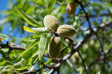 Ripe almonds nuts on almond tree ready to harvest close up