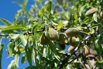 Ripe almonds nuts on almond tree ready to harvest close up