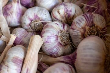 New harvest of fresh aromatic violet garlic in Piolenc village, Vaucluse, Provence, France