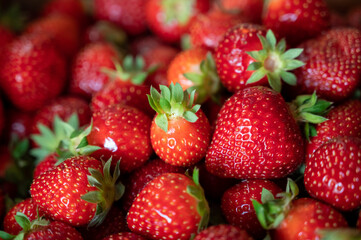 Box with french red ripe sweet strawberries Manon des Fraises, Fragaria ananassa harvested in Provence, France