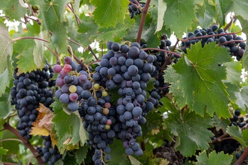 Naklejka premium Wine production on Cyprus, ripe blue black wine grapes ready for harvest