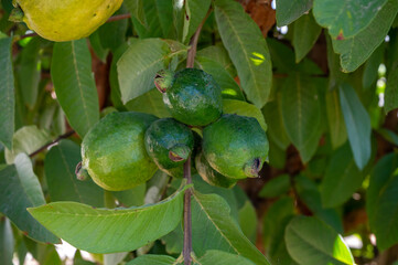 Common guava tropical plant with tasty aromatic fruits growing near Paphos, Cyprus
