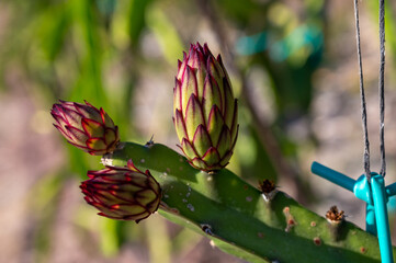 Plantation of dragon fruit cactus plants near Paphos, Cyprus