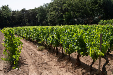View on vineyards Cotes de Provence, production of rose wine near Saint-Tropez, Var, France