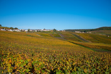 Fototapeta premium Colorful autumn landscape with yellow grand cru vineyards near Epernay, region Champagne, France. Cultivation of white chardonnay wine grape on chalky soils of Cote des Blancs.