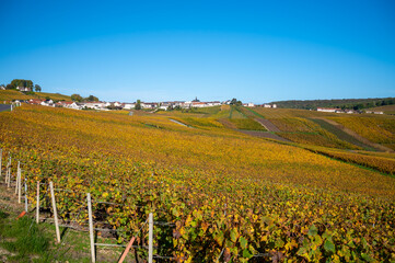 Fototapeta premium Colorful autumn landscape with yellow grand cru vineyards near Epernay, region Champagne, France. Cultivation of white chardonnay wine grape on chalky soils of Cote des Blancs.