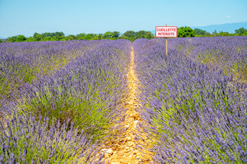 Naklejka na ściany i meble Lavender fields in Plateau de Valensole in Summer. Alpes de Haute Provence, PACA Region, France. French sign means in English: no picking allowed.