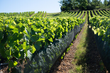 Fototapeta na wymiar Green unripe Gamay Noir grape growing on hilly vineyards near beaujolais wine making village Val d'Oingt, gateway to Beaujolais Wine Route and hilly landscapes of the Pierres Dorées, France