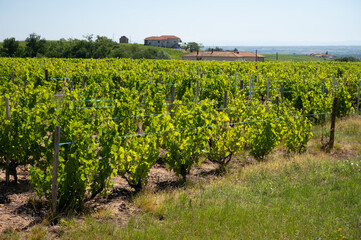 Fototapeta na wymiar View on vineyards near Mont Brouilly, wine appellation Côte de Brouilly beaujolais wine making area along Beaujolais Wine Route, France