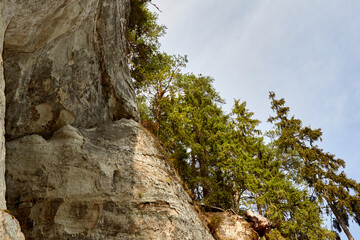 A White rock with pine forest on the top. Selective focus