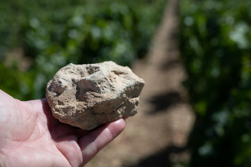 Sample of soil from Chablis Grand Cru appellation vineyards, limestone and marl soils with oyster...