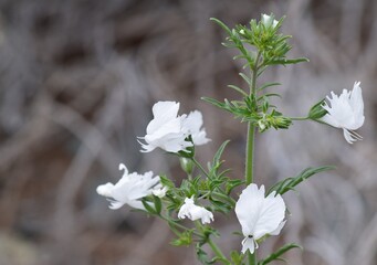 white spring flowers - Desierto Florido of Atacama in Chile