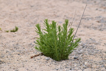grass on the sand - Desierto Florido in Atacama Desert