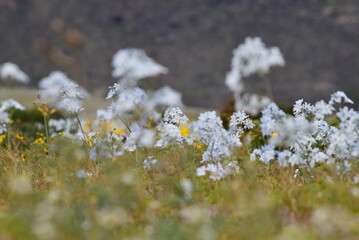 Flowers in the desert in springs - Desierto Florido in Atacama (Chile)