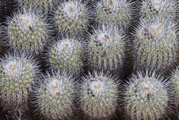 close up of cactus - Desierto de Atacama in Chile